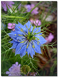 Blue Love in the Mist