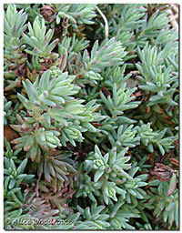 Blue Spruce Sedum