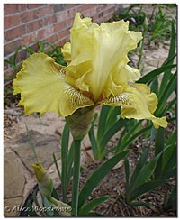 Buckwheat Bearded Iris