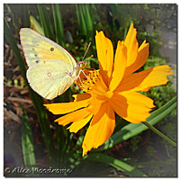 Sulphur Butterfly