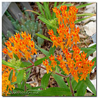 Butterfly Bush