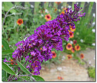 Butterfly Bush Begins to bloom