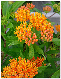 Butterfly Weed