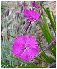 carnations