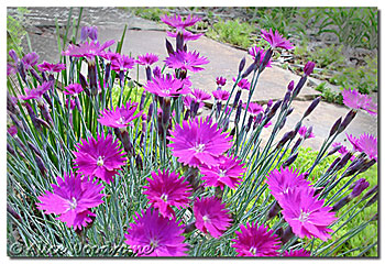 carnation dianthus