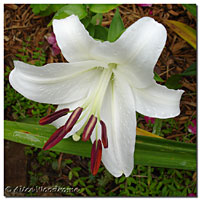 Casa Blanca Oriental Lily