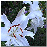 Casablanca Oriental Lily