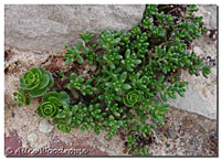 Chubby Fingers Sedum