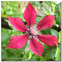 Clematis