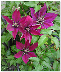 Clematis