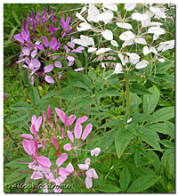 Cleome