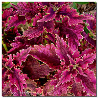 Coleus