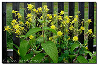 Columbine