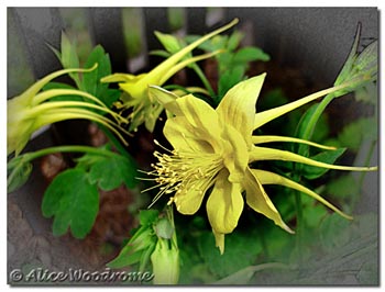 Yellow Columbine