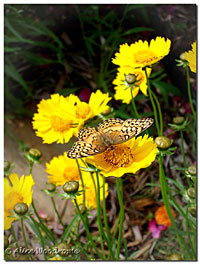 Coreopsis and Butterfly