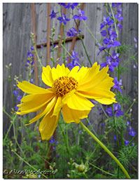 Coreopsis