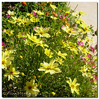 Creme Brulee Coreopsis