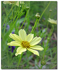 Creme Burlee Coreopsis