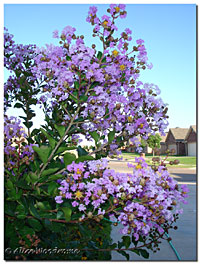 Crepe Myrtle