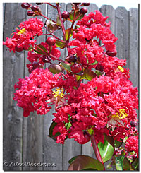 Crepe Myrtle Dynamite Red