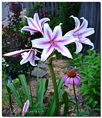 Twelve Apostles Crinum Lilies