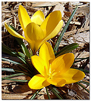 They bloomed at the end of February. Black earth turned into yellow crocus - is undiluted hocus-pocus.