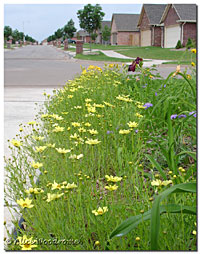 Creme Burlee Coreopsis Border