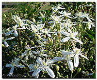 Sweet Autumn Clematis