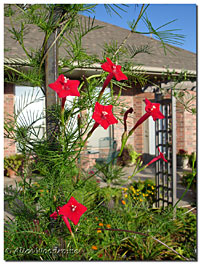 Cypress Vine