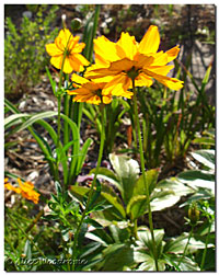 Yellow Cosmos