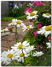 Daisies