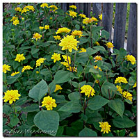 Double Sunflowers