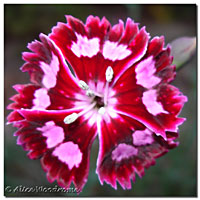 Dianthus bloom