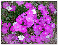 Dianthus