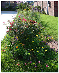 Driveway Side Bed