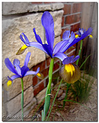 Dutch Iris