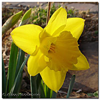 First Daffodil