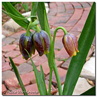 Fritillaria Uva Vulpis