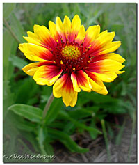 The first Gaillardia blooms are open.