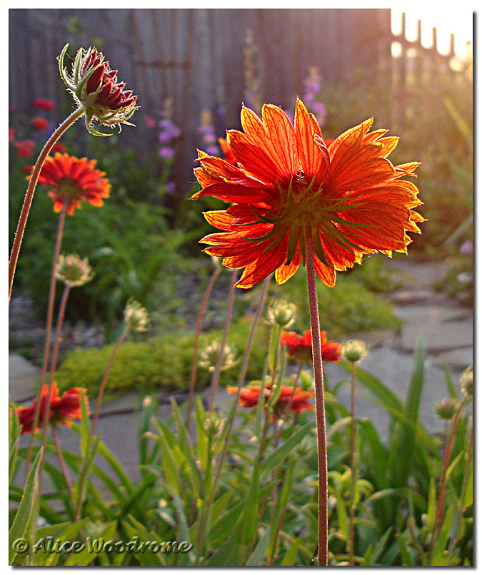 Gaillardia