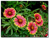 Gaillardia