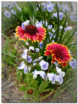 Gaillardia