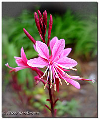 gaura