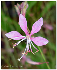 Gaura