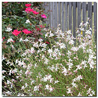 Gaura