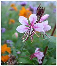 Gaura