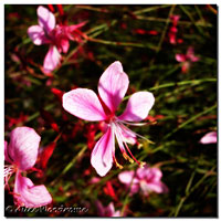 Gaura