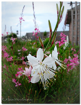 Gaura