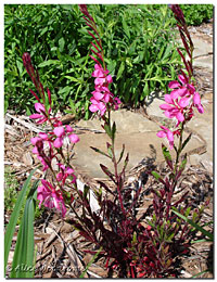 A new Gaura