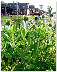 Gloriosa Daisy buds